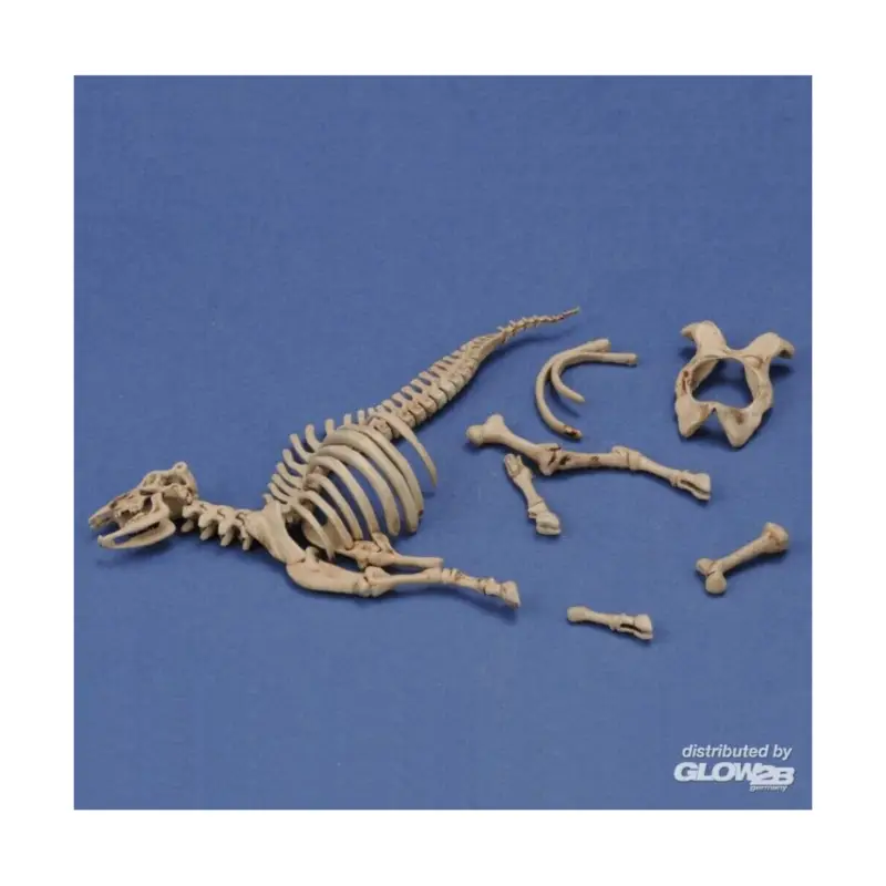 Cow skeleton n°3 Dagaanbieding