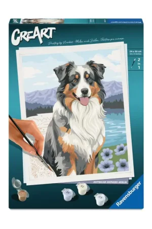 Snelle Levering Australische Herder