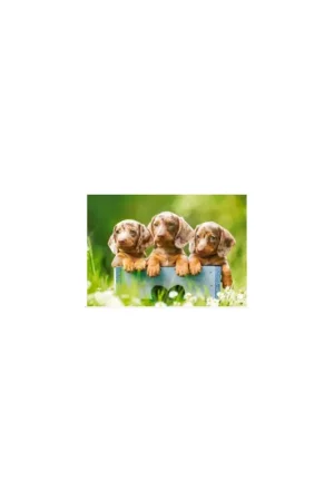 Express Levering Cute dachshunds Puzzel