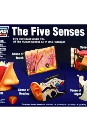 Nu Kopen 5 Senses Sight Touch Smell Hear Taste Biologische / anatomische modellen